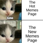 True? | The Hot Memes Page; The New Memes Page | image tagged in cute cat hehe and not hehe,memes,relatable | made w/ Imgflip meme maker