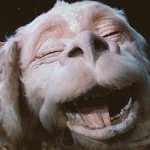 Falkor smile