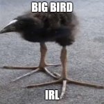 Kiwi Bird | BIG BIRD; IRL | image tagged in kiwi bird | made w/ Imgflip meme maker