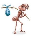 Ant