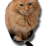 Chat dans une poêle