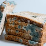 Moldy bread