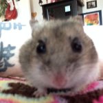 Wham bam hamster cam