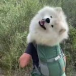Backpack Boomer | YOU’VE BEEN SCROLLING FOR A WHILE, HERE’S A FRIENDLY  BACKPACK DOGGO | image tagged in backpack boomer,dog,doggo,backpack,doge,pupper | made w/ Imgflip meme maker