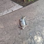 Dead bunny