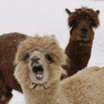 Al Paca template