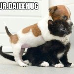 Kitty & Dog Hugging | YOUR.DAILY.HUG | image tagged in dog hugging cat | made w/ Imgflip meme maker