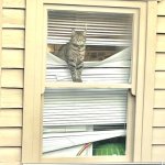 Cats that have had enough of your shit