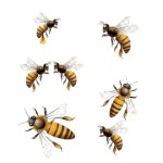 A Group of Bees Transparent PNG