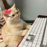 Cute Kitten at PC