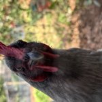 What the cluck?