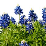 Texas Blue Bonnet Transparency