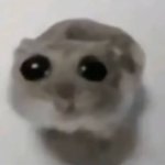 Sad Hamster Meme Generator - Imgflip