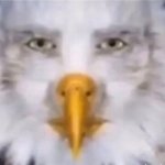 eagle straight face