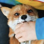 Fox biting