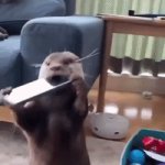 otter eating phone