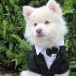 Dressed dog