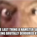 This once happened with a friend of mine that had their hamster eaten by a kid | THE LAST THING A HAMSTER SEES BEFORE BEING BRUTALLY DEVOURED BY A INFANT | image tagged in ishowspeed getting close | made w/ Imgflip meme maker