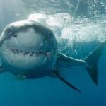 Smiling Great White Shark