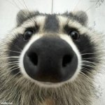 The Raccoon knows/nose