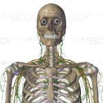 Shocked Skeleton template
