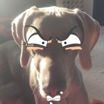 Happy dog