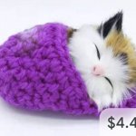 Cute Calico Cat sleeping in a slipper