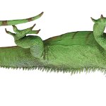 Iguana upside down