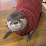 Melonpan Cute