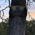 tree says no