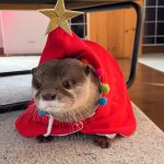 Kotaro The Otter In Cute Outfit