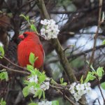Cardinal & Spring Flowers meme