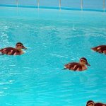 Duck in pool