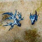 blue dragon sea slug