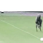 dog running GIF Template