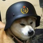 Soviet dog