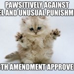 Fluffy cat | PAWSITIVELY AGAINST CRUEL AND UNUSUAL PUNISHMENTS; 8TH AMENDMENT APPROVED | image tagged in bill of rights | made w/ Imgflip meme maker