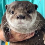 Front Facing Kotaro The Otter