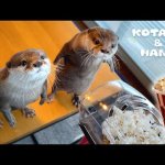 Popcorn Kotahana
