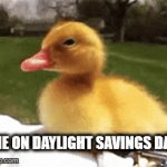 Daylight savings | ME ON DAYLIGHT SAVINGS DAY | image tagged in duck memes,duck gifs,daylight savings memes,daylight savings gifs,daylight savings | made w/ Imgflip video-to-gif maker