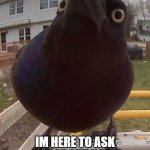 How I feel they are like | IM HERE TO ASK YOU ABOUT YOUR CAR'S EXTENDED WARRANTY | image tagged in bird stare,extended warranty,birds,memes,funny,stare | made w/ Imgflip meme maker