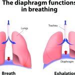When the Diaphragm