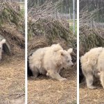 White bear emerging from hibernation