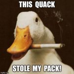 This quack stole my pack | THIS  QUACK; STOLE  MY  PACK! | image tagged in oh duck shit just got real,duck,ducks,cigarettes,cigarette,smoking | made w/ Imgflip meme maker