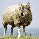 wolf in sheep's clothing