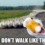 Goose stepping | WE DON'T WALK LIKE THAT! | image tagged in goose,nazi,goose stepping,oh wow are you actually reading these tags | made w/ Imgflip meme maker