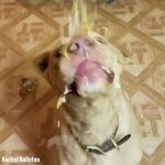 dog cheese GIF Template