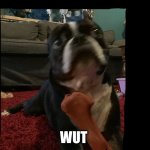Wut | WUT | image tagged in wuuuuut | made w/ Imgflip meme maker