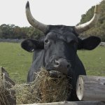 Ox eating grass