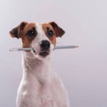 dog with pencil